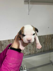 stenci americkog staforda