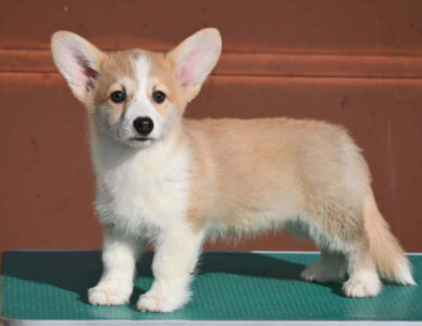 Velski korgi/Welsh Corgi Pembroke