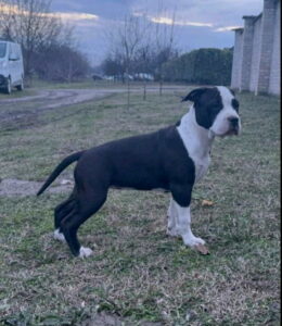 Američki stafordski terijer mužjak I ženka