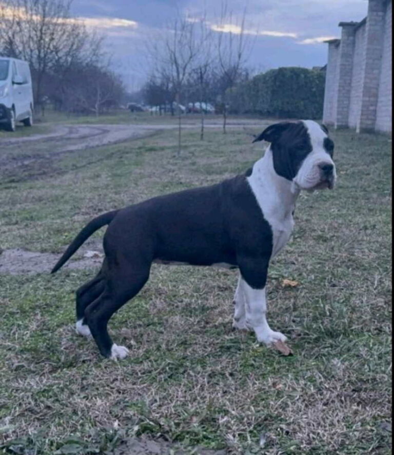 Američki stafordski terijer mužjak I ženka