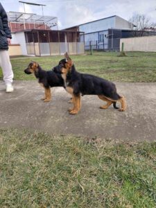 Nemacki Ovcar stenci