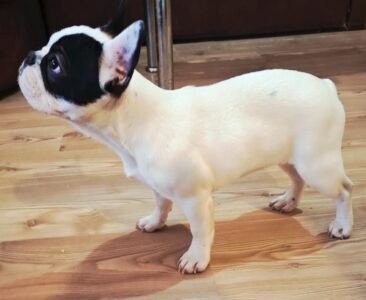 Francuski Buldog PRELEPO štene