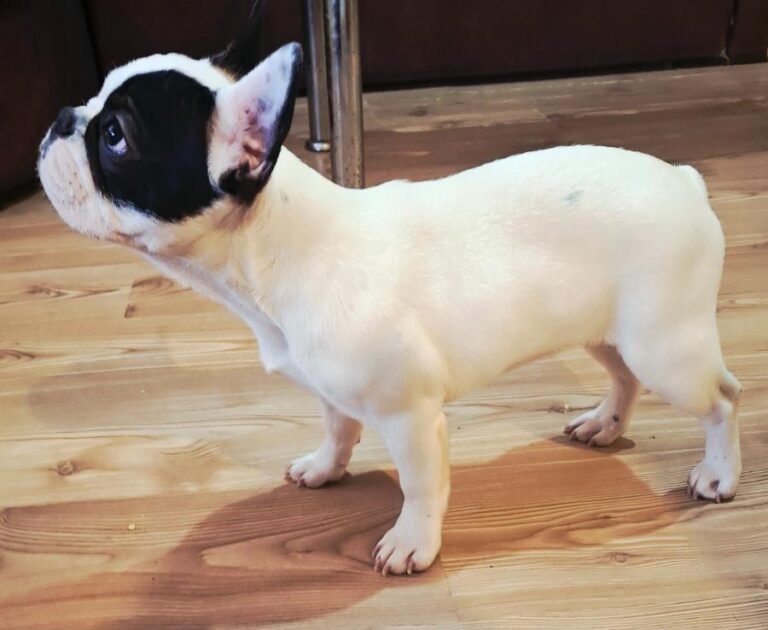 Francuski Buldog PRELEPO štene