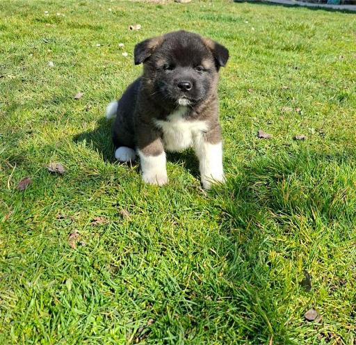 Americka Akita stenci