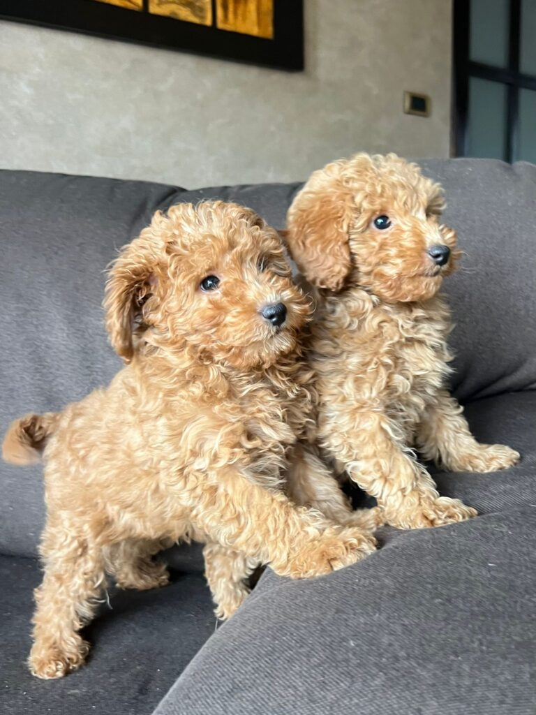 Toy Pudla prelepi štenci