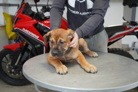 Južnoafrički mastif – Boerboel štenci