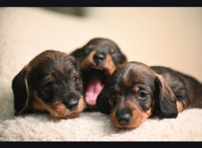 Na prodaju štenci rase oštrodlaki jazavičar – kunićar