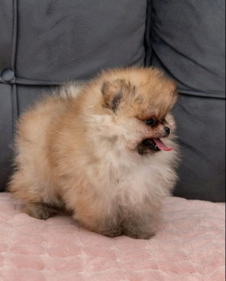 Pomeranac prelepi stenci