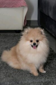 Pomeranac muzjak i zenka na prodaju