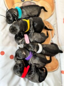 Patuljasti šnaucer štenci