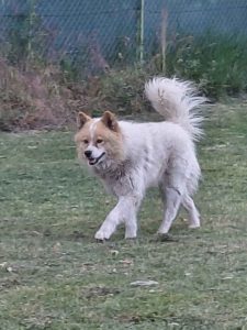 Poklon – Mešanac akita inu i samojeda, star 2 godine