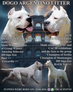 Legle dogo argentino štenaca