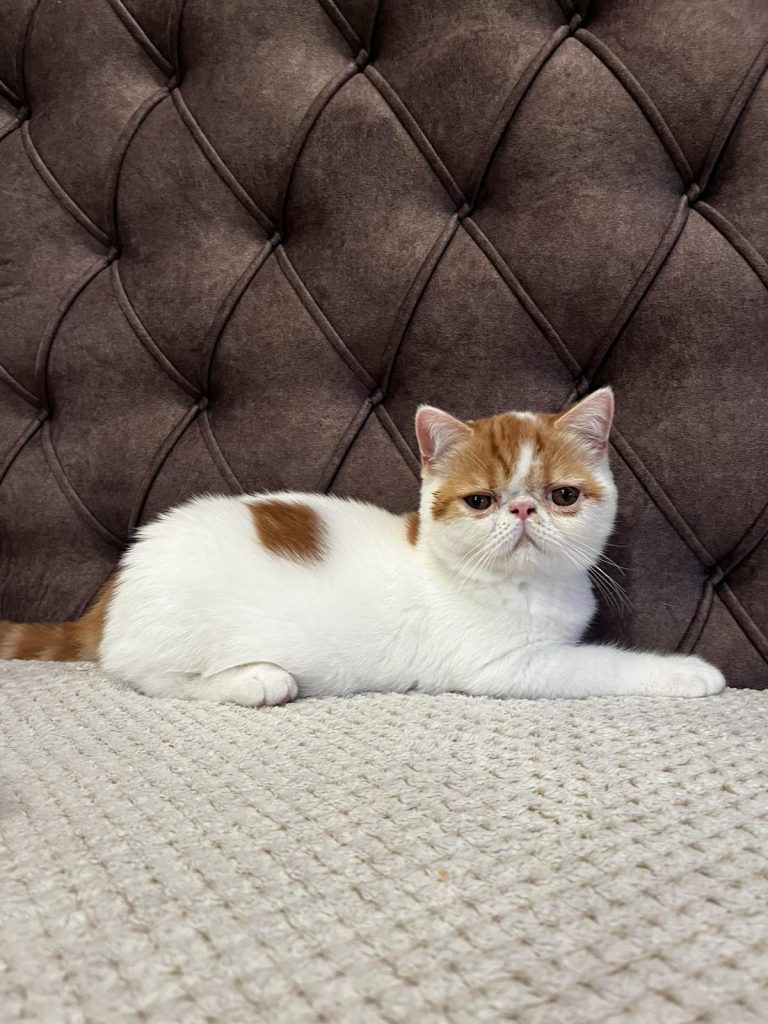 Egzotični kratkodlaki mačići (Exotic Shorthair)