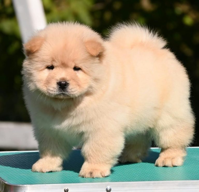 Chow Chow Čau Čau štenci