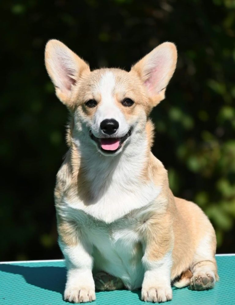 Velski korgi/Welsh Corgi Pembroke