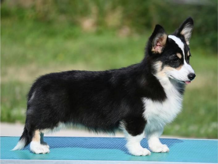 Velski korgi/Welsh Corgi Pembroke