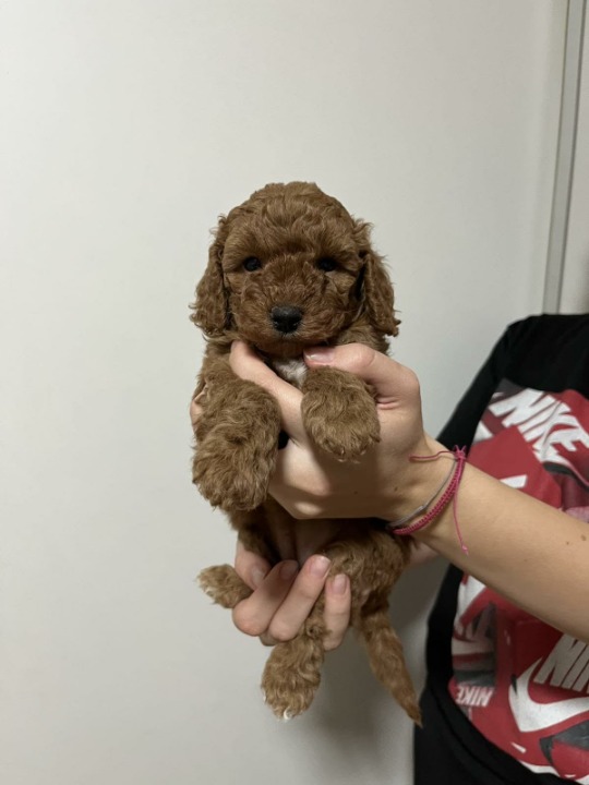Aprikot Pudla prelepi štenci
