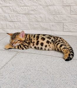 MMaestro_bengal macici